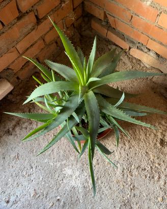 Aloe vera