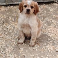 Breton maschio pedigree enci