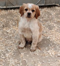 Breton maschio pedigree enci