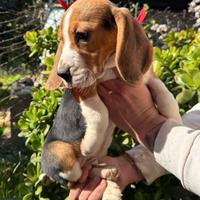 Ultimo maschietto Beagle Elisabeth