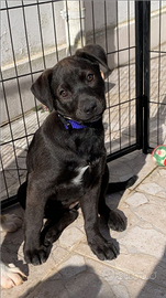 Olivia di Braccio di Ferro