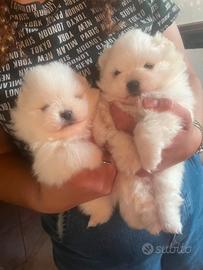 Spritz pomerania