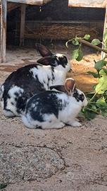 Coniglietti Olandesini e Papillon