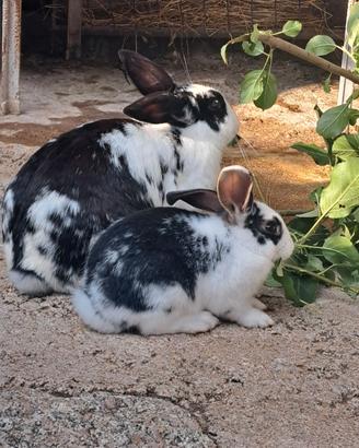 Coniglietti Olandesini e Papillon
