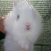 Conigli testa di leone