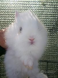 Conigli testa di leone