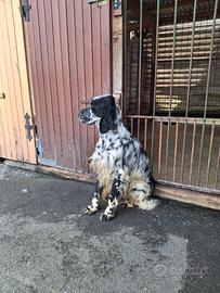 Setter Inglese