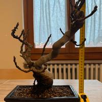 Bonsai Fico Carica