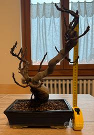 Bonsai Fico Carica