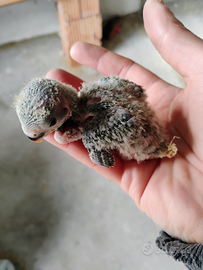 Pulli inseparabili roseicollis