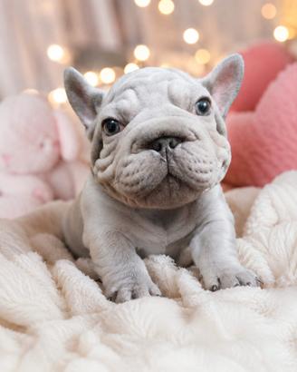 Coppia bulldog francese velvet