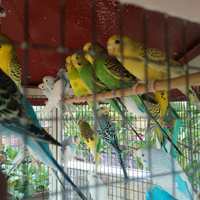 Cocoriti