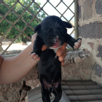 Incrocio tra bracco tedesco e boxer