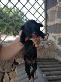 Incrocio tra bracco tedesco e boxer