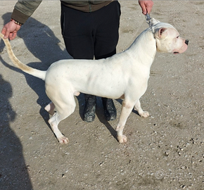 Dogo Argentino