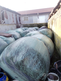 Fieno foraggio primo raccolto