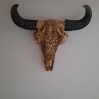 Teschio mucca 