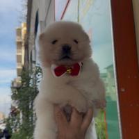 Cuccioli di chow chow whait