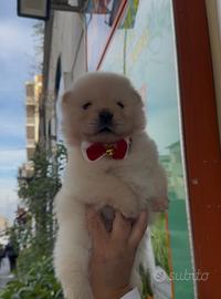 Cuccioli di chow chow whait