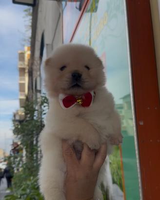 Cuccioli di chow chow whait