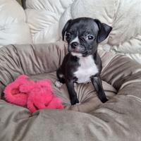 Chihuahua maschietto di piccola taglia