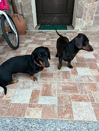 Cuccioli di bassotto