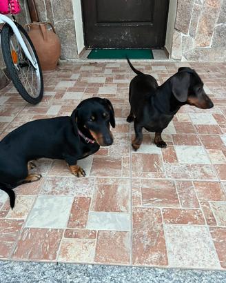 Cuccioli di bassotto