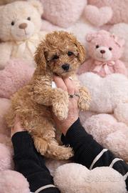 Barboncino MASCHIO TOY ALBICOCCA