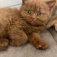 Gatto scottish straight cinnamon
