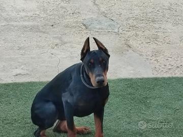 Dobermann