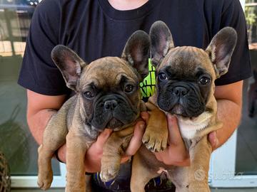 Bulldog francese