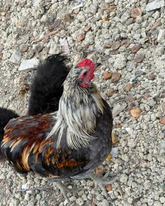 Araucana galli