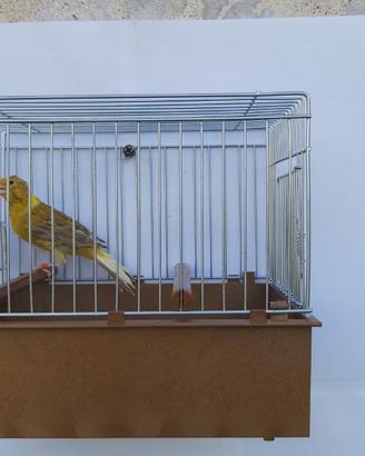 Canarino Timbrado Spagnolo