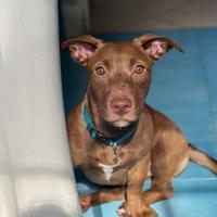 Cagnolina taglia medio piccola