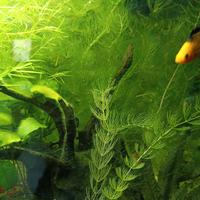 Piante acquario 