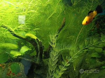 Piante acquario 
