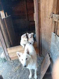 Cuccioli Pastore Svizzero