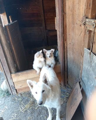 Cuccioli Pastore Svizzero