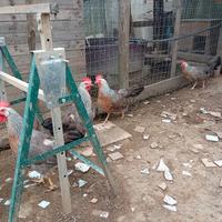 Gallina livornese argento