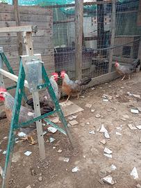 Gallina livornese argento