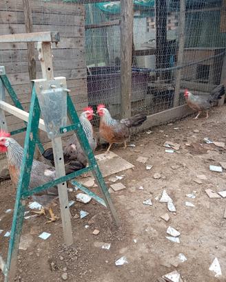 Gallina livornese argento