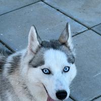 Husky siberian