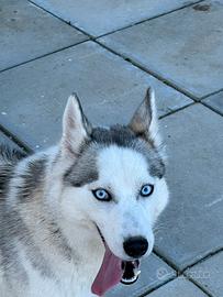 Husky siberian