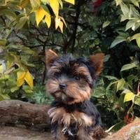 Cucciolo Yorkshire Maschio
