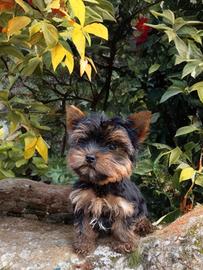 Cucciolo Yorkshire Maschio