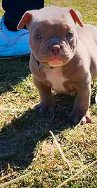 Cuccioli american bully exotic pocket con pedigree
