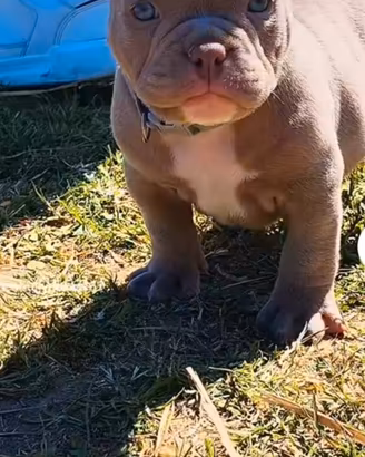Cuccioli american bully exotic pocket con pedigree