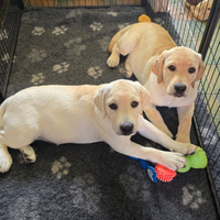 Cuccioli labrador