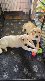 Cuccioli labrador