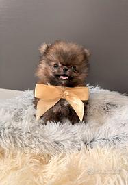 Volpino Pomerania CUCCIOLI 2 mesi DISPONIBILI